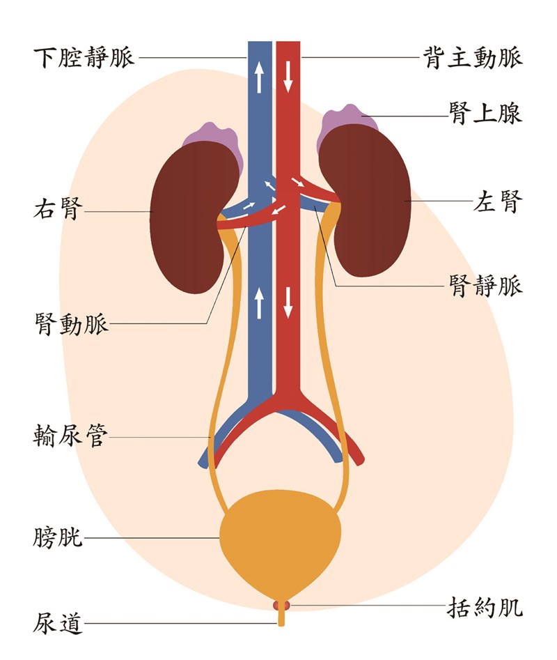 疗泌尿系统结石