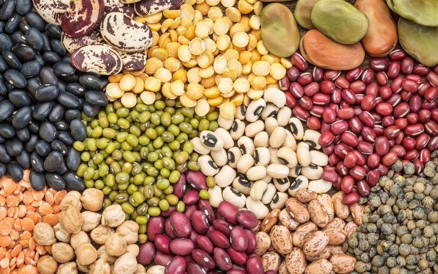 Đậu là nguồn protein thực vật dồi dào
