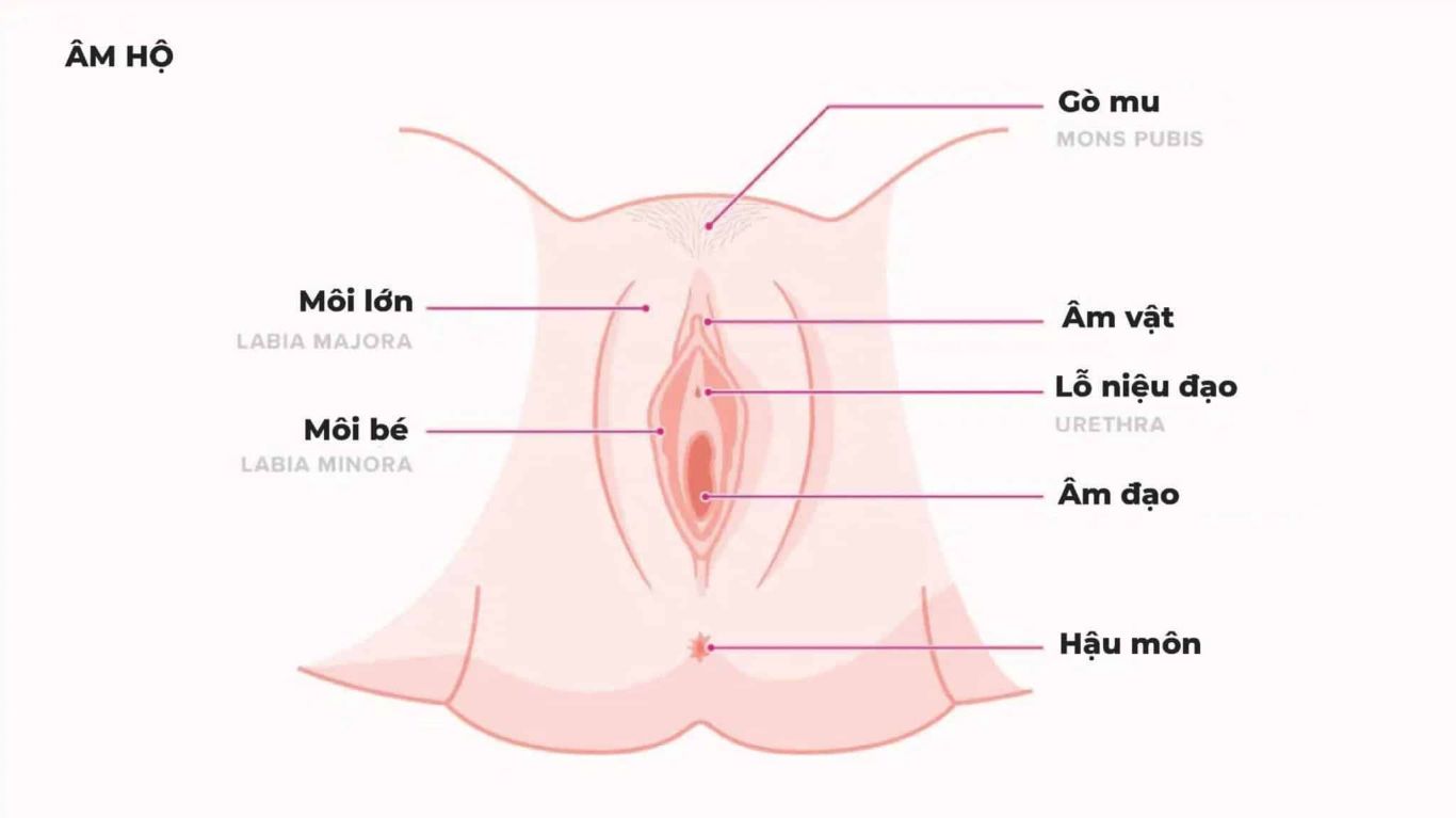 phẫu thuật thẩm mỹ vùng kín