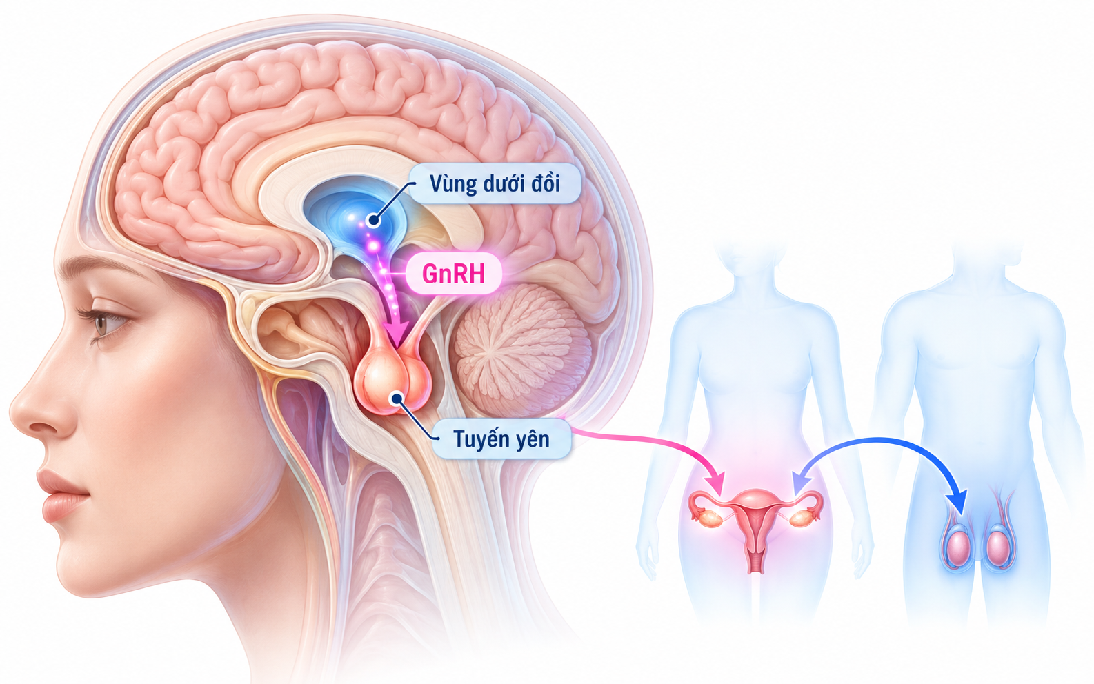 hormone--gnrh.png Hormone gồm vùng dưới đồi và tuyến yên, kích hoạt sự khởi đầu của tuổi dậy thì