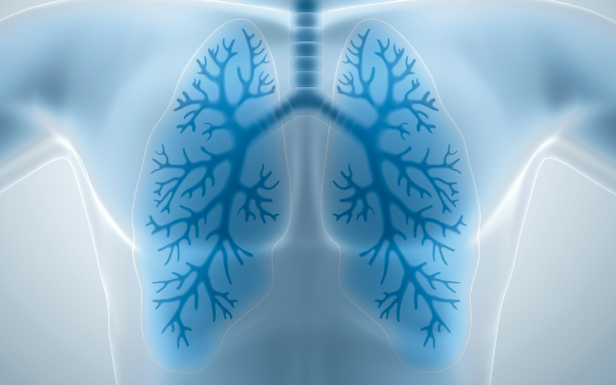  Phổi cơ quan hô hấp chính cung cấp Oxy và loại bỏ CO2 khỏi cơ thể