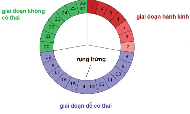 tính ngày rụng trứng