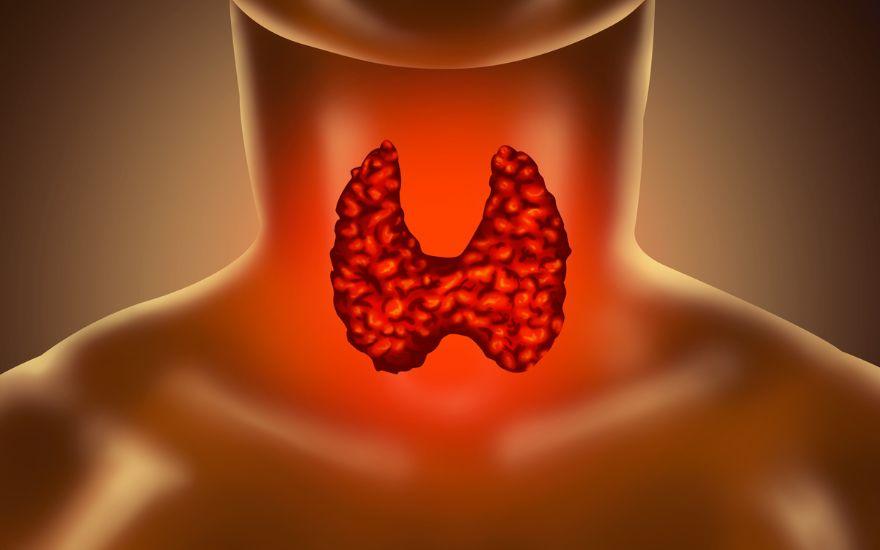 Sự dư thừa hormone tuyến giáp khiến quá trình trao đổi chất bị đẩy nhanh, gây áp lực và làm quá tải hệ thống các cơ quan nội tạng.