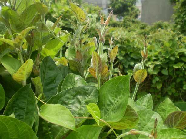 công dụng của mơ lông