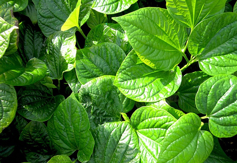 la-lot-chua-dau-nhuc-xuong-khop-1