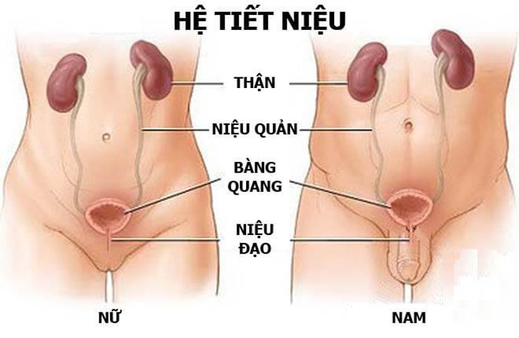 người cao tuổi