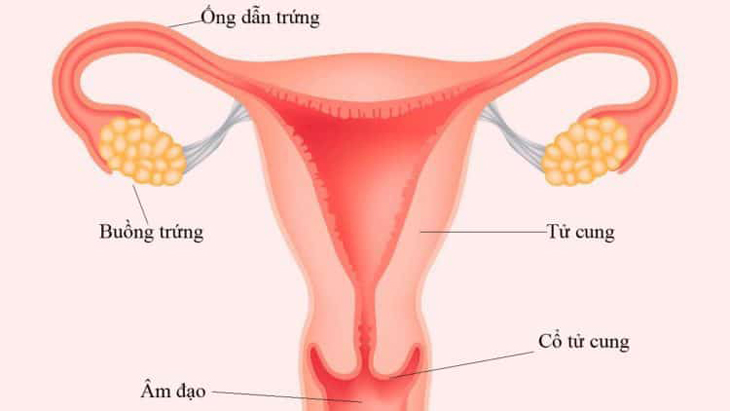 tắc 2 vòi trứng
