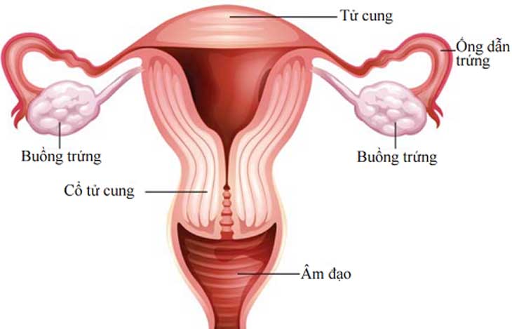ung thư âm đạo