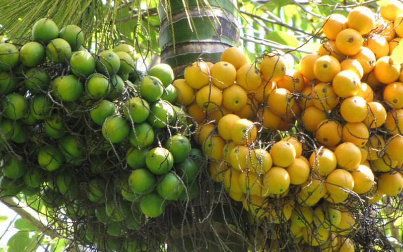 rượu cau