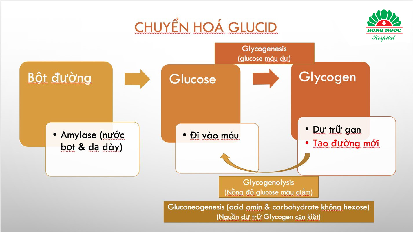Tổng hợp 4 chức năng sinh lý của gan