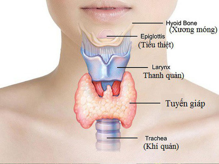 Bệnh suy giáp ảnh hưởng đến sinh sản như thế nào?