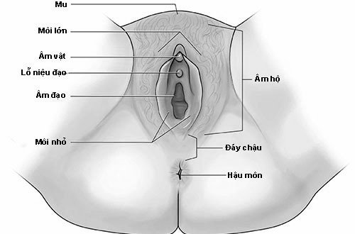 âm hộ