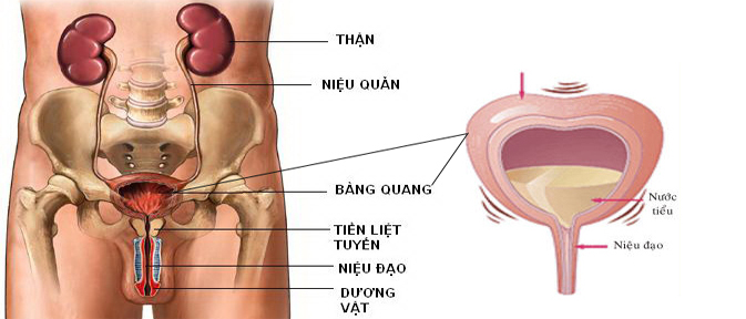 Vị trí của bàng quang trong cơ thể