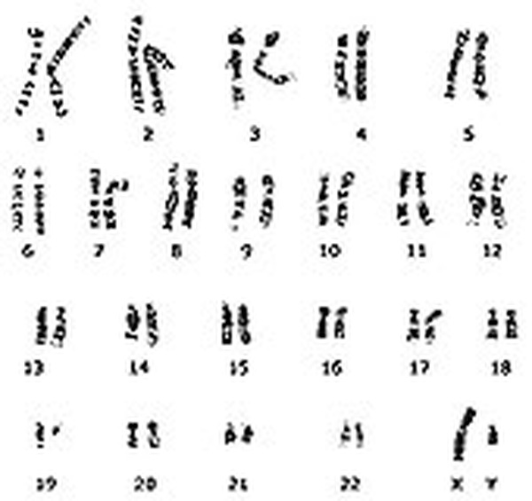 Tổng quan về bộ gen người