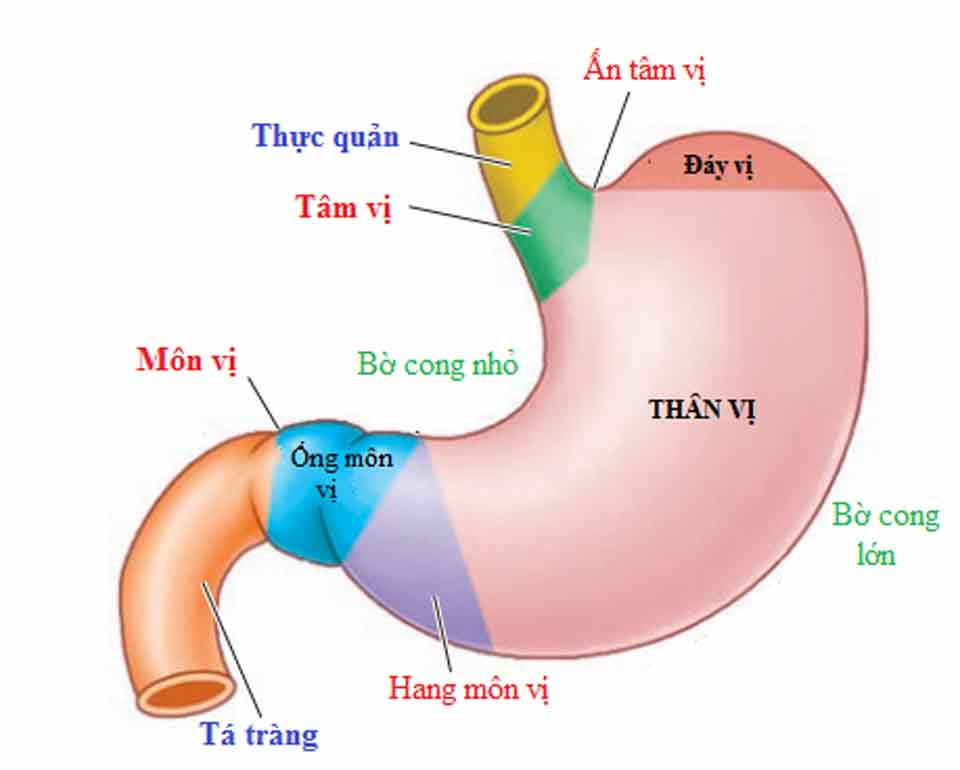 Giải phẫu dạ dày