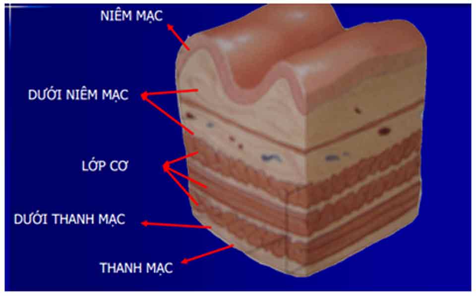Giải phẫu dạ dày