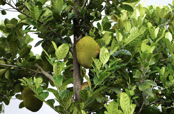 Cach-kich-sua-cho-me-sinh-mo