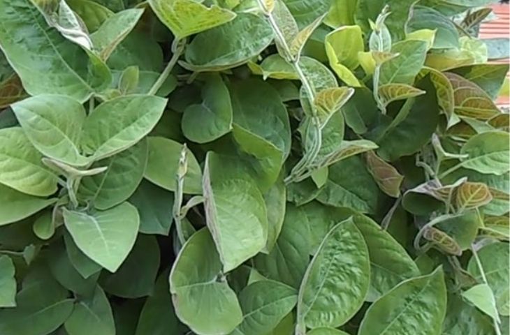 Điều trị hội chứng ruột kích thích