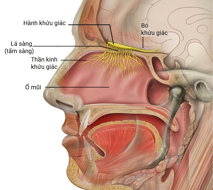 Cấu tạo mũi và chức năng quan trọng của mũi
