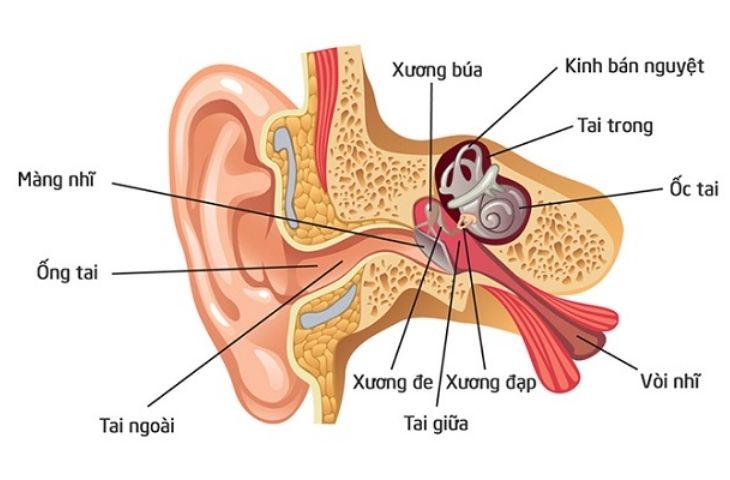 9 triệu chứng cảnh báo bé bị viêm tai giữa mà cha mẹ cần lưu tâm