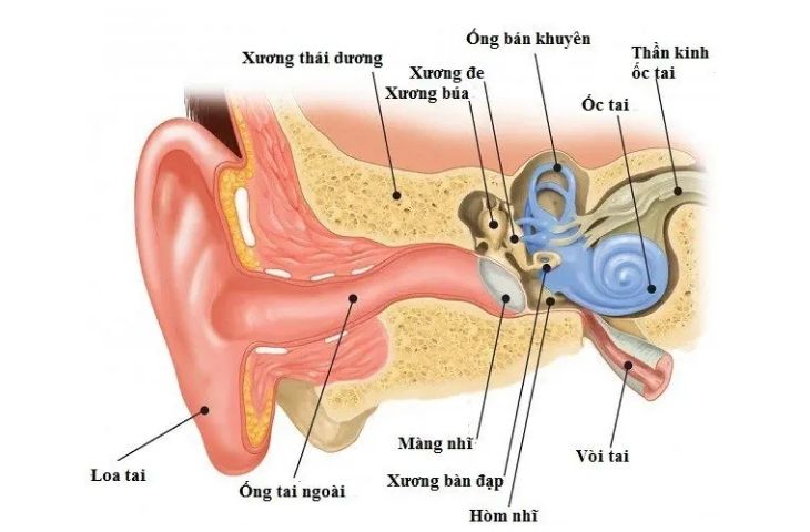 Giải phẫu tai giữa, tai trong, tai ngoài và chức năng sinh lý của tai
