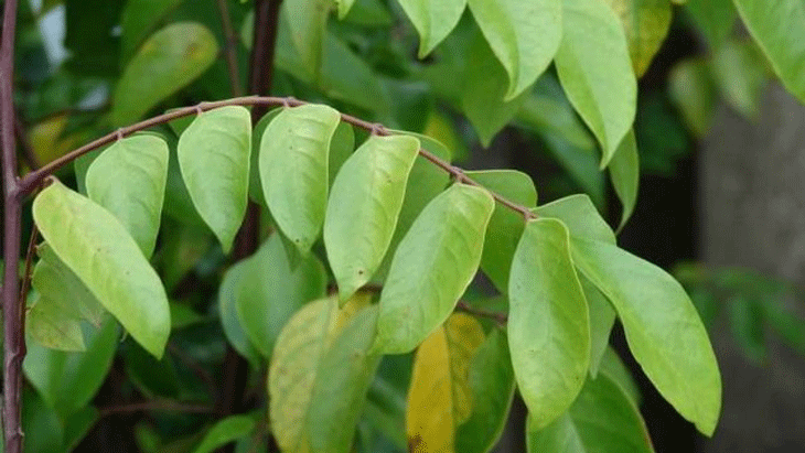 trẻ bị sốt phát ban tắm lá gì