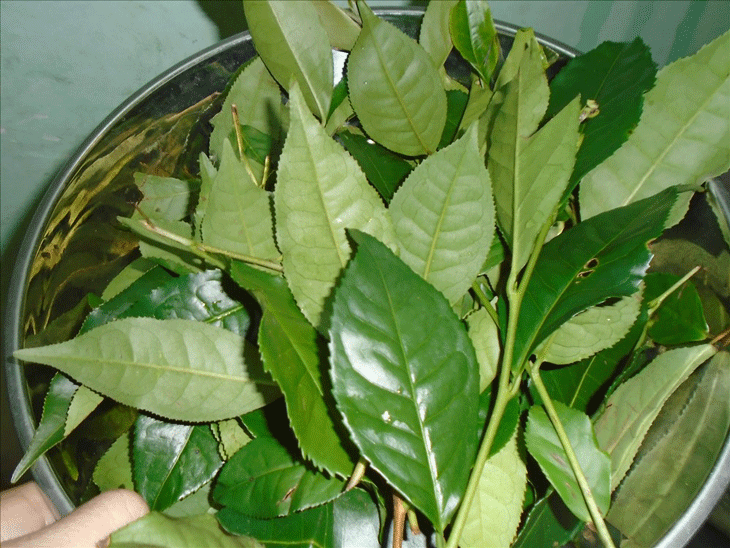 trẻ bị sốt phát ban tắm lá gì