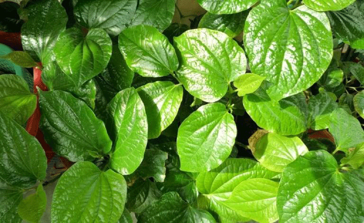 trẻ bị sốt phát ban tắm lá gì