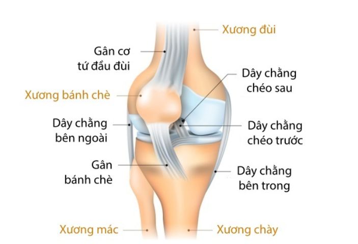 Các dây chằng khớp gối