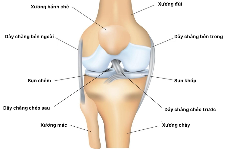 Cấu tạo khớp gối và hệ thống dây chằng đầu gối